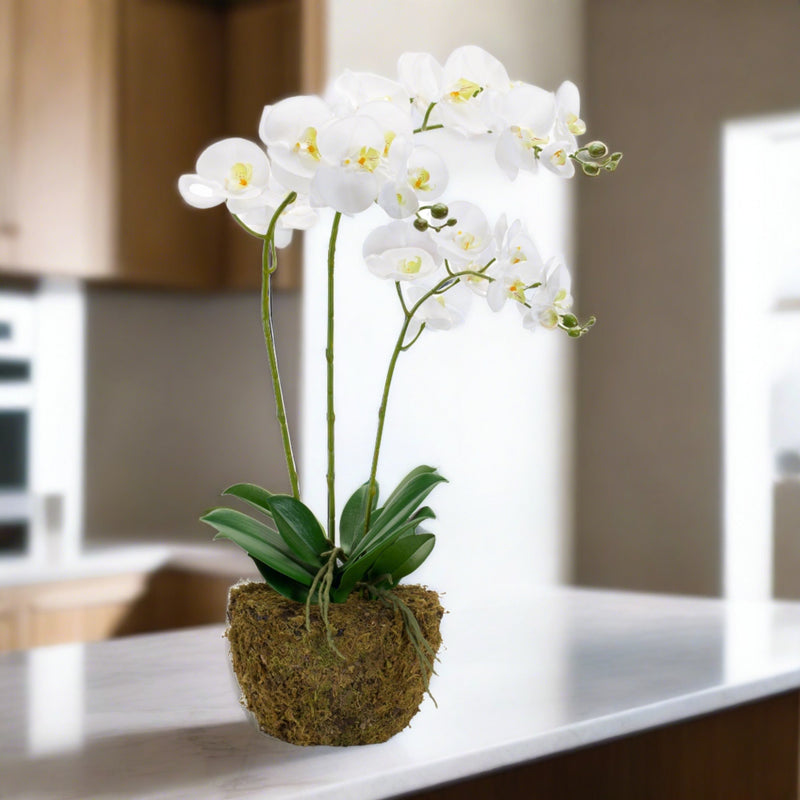 Faux Flora, White Orchid in Moss