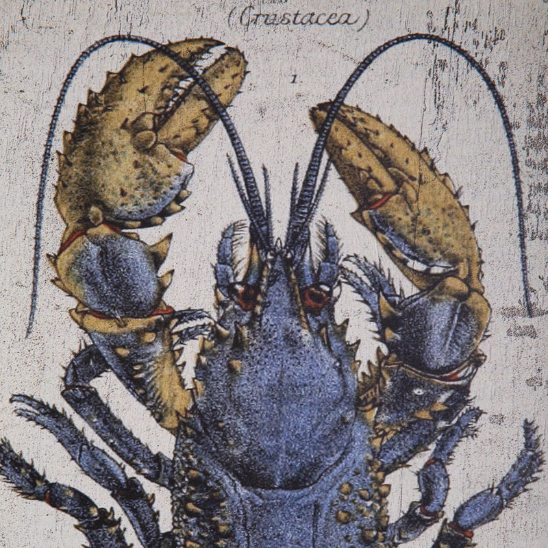 Scientific Blue Lobster Wall Art