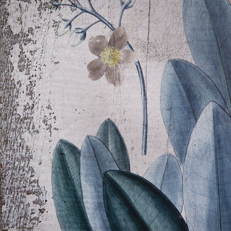 Botanical Rubber Plant Wall Art Print