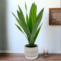 Artificial Snake Plant in Cement Pot