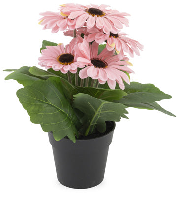 Soft Pink Gerbera Daisy, Set of 4