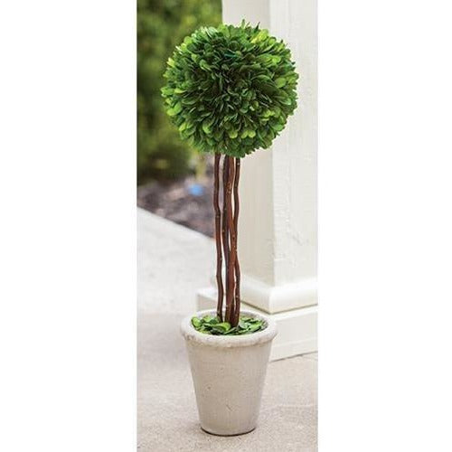 Preserved Boxwood Topiary in Pot,topiary,Adley & Company Inc.