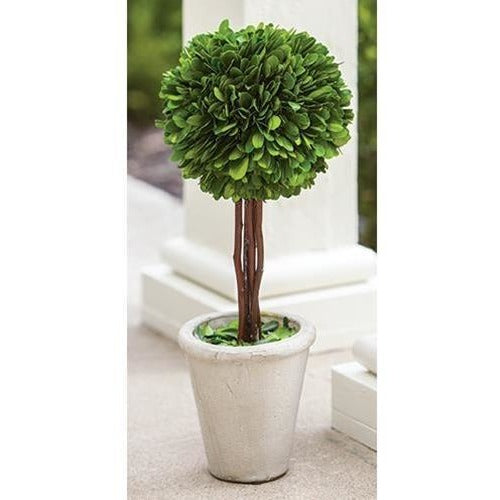 Preserved Boxwood Topiary,succulent,Adley & Company Inc.