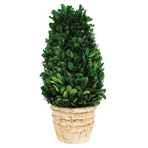 Preserved Boxwood Cone Topiary Tree - Adley & Company Inc. 