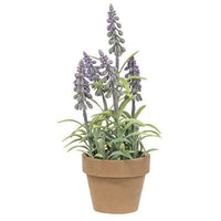 Potted Mountain Bells in Purple or White