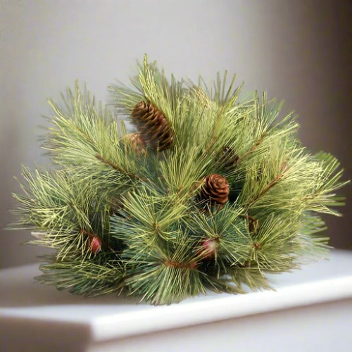 Silver Fir Half Sphere with Pine Cones